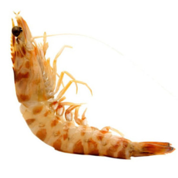 Langostino Tigre del Mediterráneo salvaje