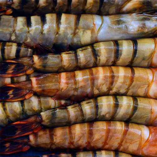 Langostino Tigre Jumbo Salvaje