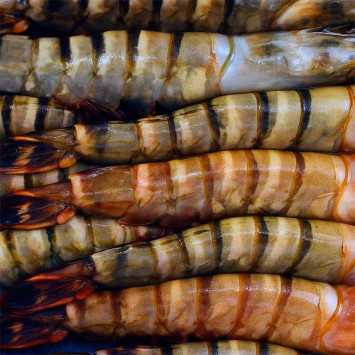 Langostino Tigre Jumbo Salvaje