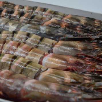 Langostino Tigre Jumbo Salvaje