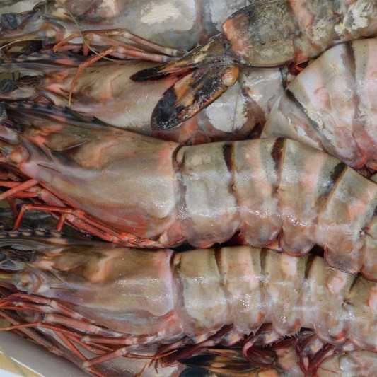 Langostino Tigre Jumbo Gigante XXL