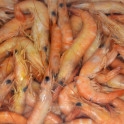 Gamba Atlántica