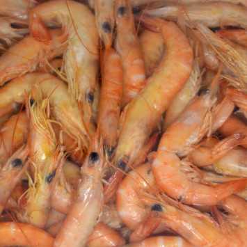 Gamba atlántica cocida 1kg