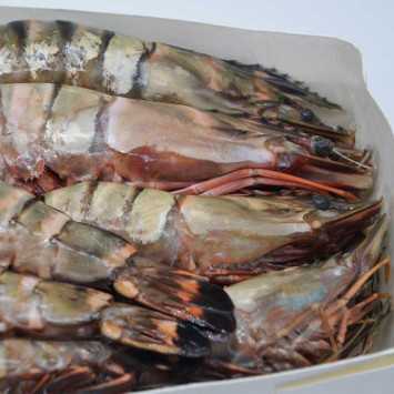 Langostino Tigre Gigante XXL Salvaje