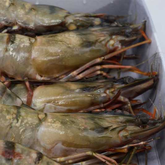 Langostino Tigre Jumbo Gigante XXL 1kg