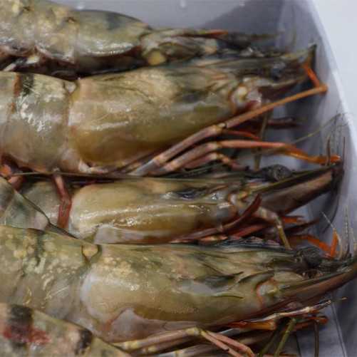 Langostino Tigre Jumbo Gigante XXL 1kg