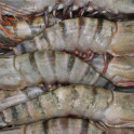 Langostino Tigre Jumbo Gigante XXL 1kg Langostino Tigre Jumbo Gigante XXL 1kg