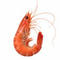 Langostino Monodon Cocido 2kg