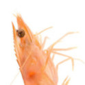 Langostino Marfil salvaje 1kg