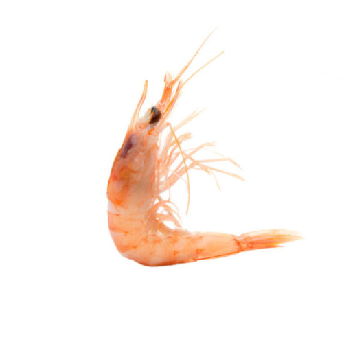 Gamba Blanca del Mediterráneo Mediana 1kg.