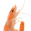 Langostino recién cocido 2kg