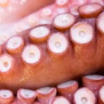 El pulpo: propiedades y beneficios