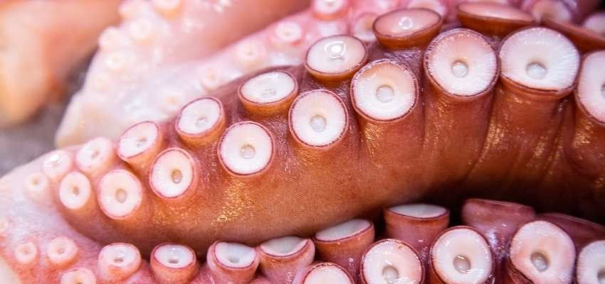 Propiedades y beneficios del Pulpo - Compesca