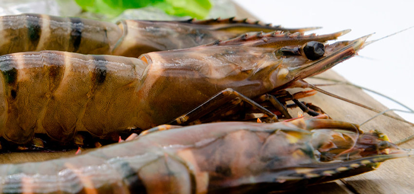 Langostino tigre: propiedades y características