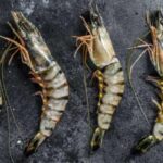 El langostino tigre: un manjar del mar que debes probar