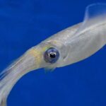 Calamar: Propiedades, características y recetas