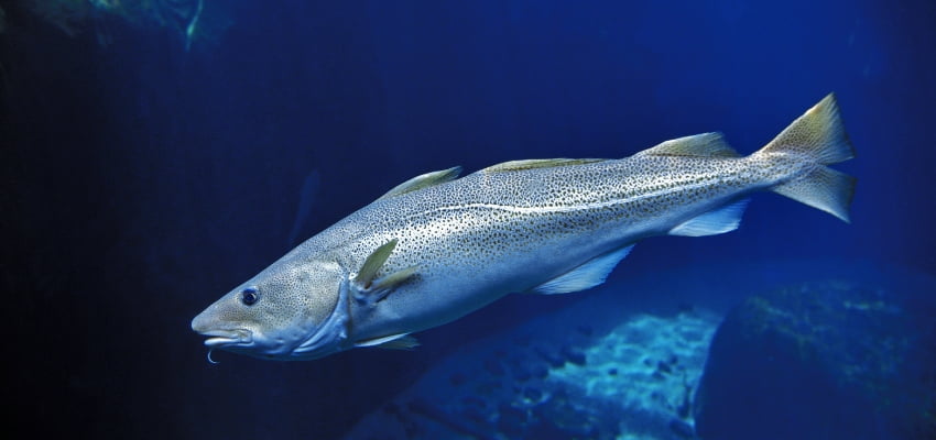 Características del bacalao