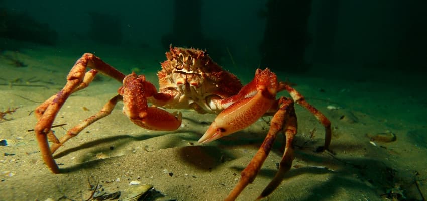 Cómo cocer centollos