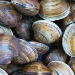 ¿Es recomendable congelar almejas?
