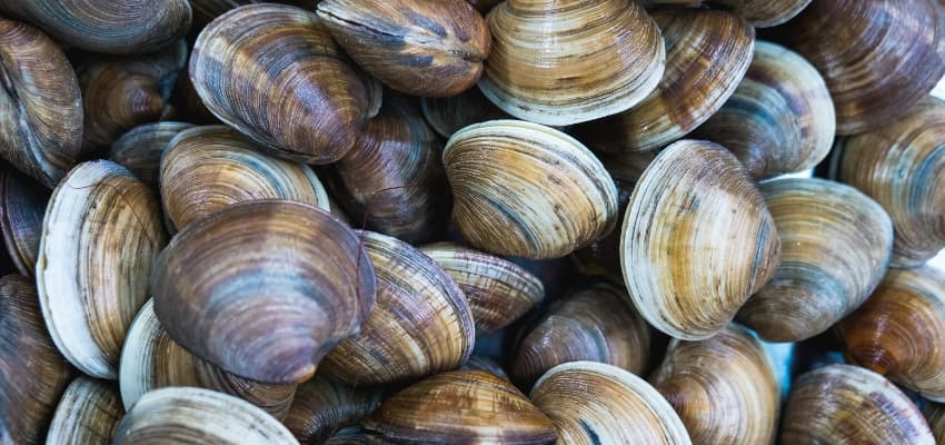 Recomendable congelar almejas