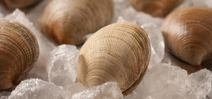 Recomendable congelar almejas