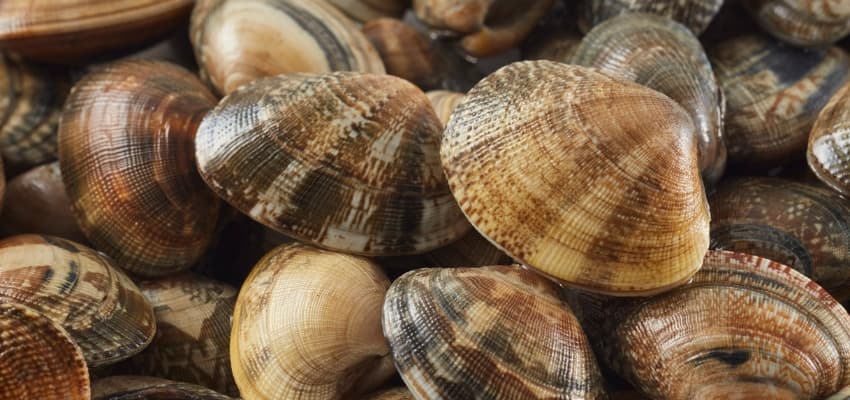 Recomendable congelar almejas